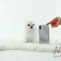 Mini Teacup Pomeranian Puppies For Sale, Macchiato - a Pomeranian puppy