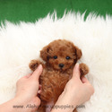 Mini Teacup Poodle Puppies For Sale, Cappuccino - a Poodle puppy