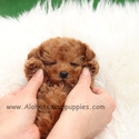 Mini Teacup Poodle Puppies For Sale, Cappuccino - a Poodle puppy