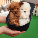 Mini Teacup Poodle Puppies For Sale, Cappuccino - a Poodle puppy