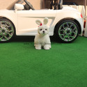 Mini Teacup Maltese Puppies For Sale, Latte - a Maltese puppy