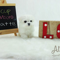 Mini Teacup Maltese Puppies For Sale, Latte - a Maltese puppy
