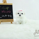 Mini Teacup Maltese Puppies For Sale, Latte - a Maltese puppy
