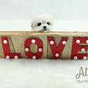 Mini Teacup Maltese Puppies For Sale, Latte - a Maltese puppy