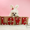 Mini Teacup Pomeranian Puppies For Sale, Cartier - a Pomeranian puppy