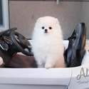 Mini Teacup Pomeranian Puppies For Sale, Gucci - a Pomeranian puppy