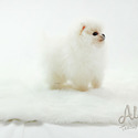 Mini Teacup Pomeranian Puppies For Sale, Gucci - a Pomeranian puppy