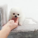 Micro Teacup Pomeranian Puppies For Sale - Macchiato - a Pomeranian puppy