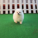 Micro Teacup Pomeranian Puppies For Sale - Macchiato - a Pomeranian puppy