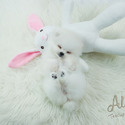 Micro Teacup Pomeranian Puppies For Sale - Macchiato - a Pomeranian puppy