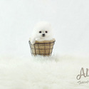 Micro Teacup Pomeranian Puppies For Sale - Macchiato - a Pomeranian puppy
