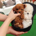Micro Teacup Poodle Puppies For Sale - Cappuccino - a Poodle puppy
