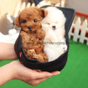 Micro Teacup Poodle Puppies For Sale - Cappuccino - a Poodle puppy