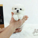 Micro Teacup Maltese Puppies For Sale - Latte - a Maltese puppy