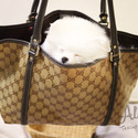 Micro Teacup Pomeranian Puppies For Sale - Gucci - a Pomeranian puppy
