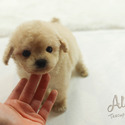 Mini Teacup Poodle Puppies For Sale - Vanilla - a Poodle puppy