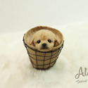 Mini Teacup Poodle Puppies For Sale - Vanilla - a Poodle puppy