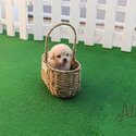 Mini Teacup Poodle Puppies For Sale - Vanilla - a Poodle puppy