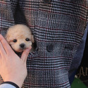 Mini Teacup Poodle Puppies For Sale - Vanilla - a Poodle puppy