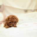 Mini Teacup Poodle Puppies For Sale - Caramel - a Poodle puppy