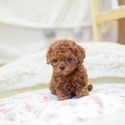 Mini Teacup Poodle Puppies For Sale - Caramel - a Poodle puppy