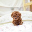 Mini Teacup Poodle Puppies For Sale - Caramel - a Poodle puppy