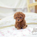 Teacup Toy Poodle Puppies For Sale - Caramel - a Poodle puppy