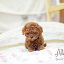 Teacup Toy Poodle Puppies For Sale - Caramel - a Poodle puppy