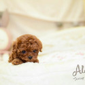 Teacup Toy Poodle Puppies For Sale - Caramel - a Poodle puppy