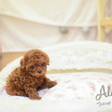 Teacup Toy Poodle Puppies For Sale - Caramel - a Poodle puppy