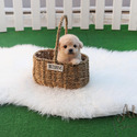 Teacup Toy Poodle Puppies For Sale - Vanilla - a Poodle puppy