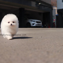 Mini Teacup Pomeranian Puppies For Sale - Macchiato - a Pomeranian puppy