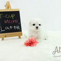 Mini Teacup Maltese Puppies For Sale - Latte - a Maltese puppy
