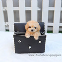 Micro Toy Teacup Poodle For Sale - Vanilla - a Poodle puppy