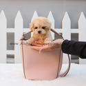 Micro Toy Teacup Poodle For Sale - Vanilla - a Poodle puppy