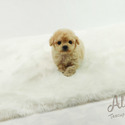 Micro Toy Teacup Poodle For Sale - Vanilla - a Poodle puppy