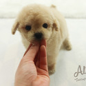 Micro Toy Teacup Poodle For Sale - Vanilla - a Poodle puppy