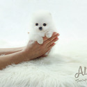 Micro Toy Teacup Pomeranian For Sale - Macchiato - a Pomeranian puppy