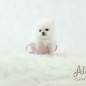 Micro Toy Teacup Pomeranian For Sale - Macchiato - a Pomeranian puppy