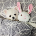 Micro Toy Teacup Pomeranian For Sale - Cartier - a Pomeranian puppy