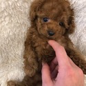Mini Teacup Poodle Puppies For Sale - Bambi - a Poodle puppy