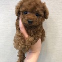 Mini Teacup Poodle Puppies For Sale - Bambi - a Poodle puppy