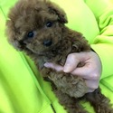 Mini Teacup Poodle Puppies For Sale - Bambi - a Poodle puppy