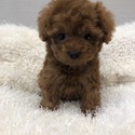 Mini Teacup Poodle Puppies For Sale - Bambi - a Poodle puppy