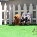 Teacup Mini Poodle Puppies For Sale - Bambi - a Poodle puppy