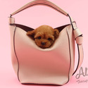 Toy Teacup Poodle Puppies For Sale - Bambi - a Poodle puppy