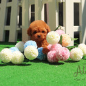 Toy Teacup Poodle Puppies For Sale - Bambi - a Poodle puppy