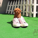 Toy Teacup Poodle Puppies For Sale - Bambi - a Poodle puppy