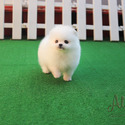 Toy Teacup Pomeranian Puppies For Sale - Macchiato - a Pomeranian puppy