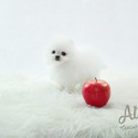Mini Teacup Pomeranian Puppies For Sale - Macchiato - a Pomeranian puppy
